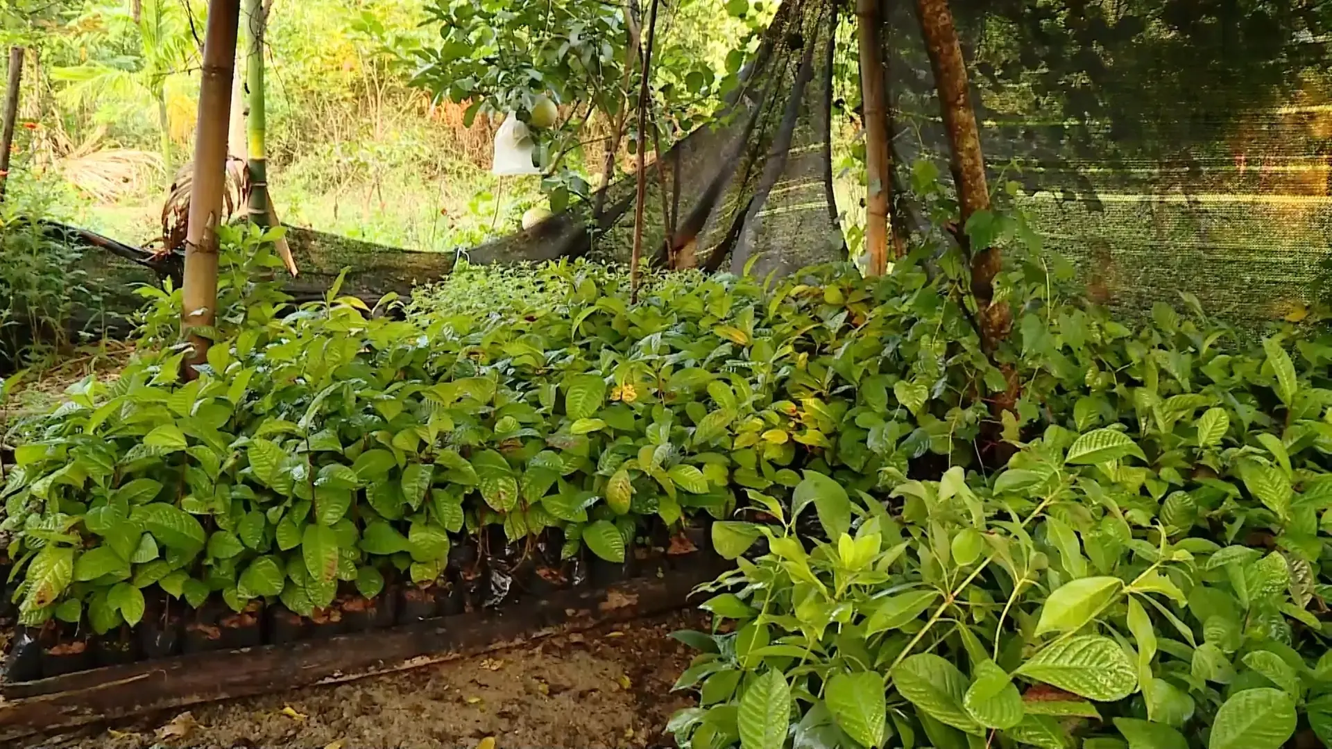 Phát triển nguồn dược liệu | Chuyện ở ngoại thành | 09/10/2025